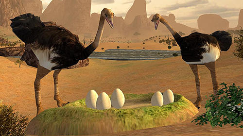 Ostrich bird simulator 3D