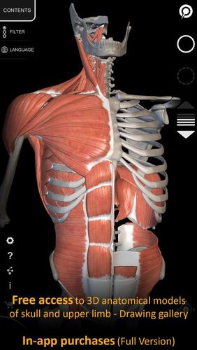Músculo | Esqueleto - Atlas 3D da anatomia 