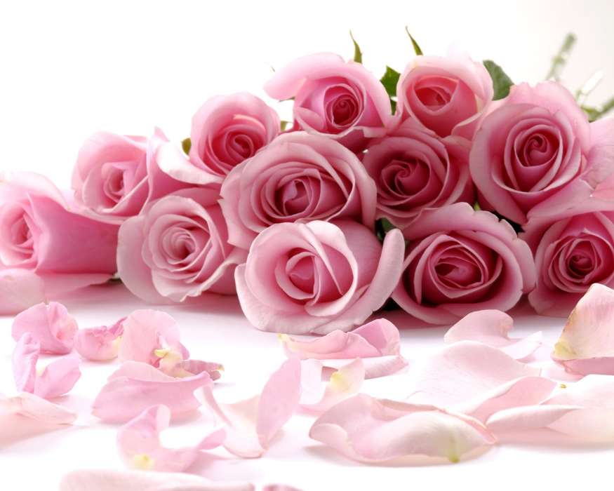 Férias,Flores,Rosas,Cartões postais,8 de março, Dia Internacional da Mulher