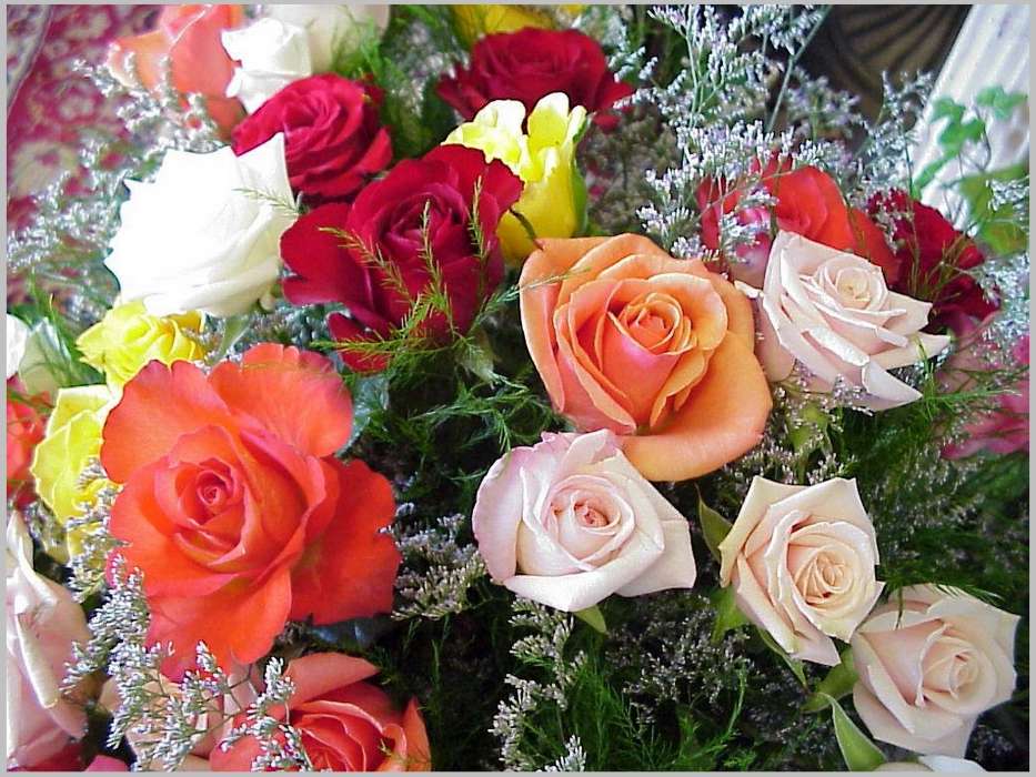Férias,Plantas,Flores,Rosas,8 de março, Dia Internacional da Mulher