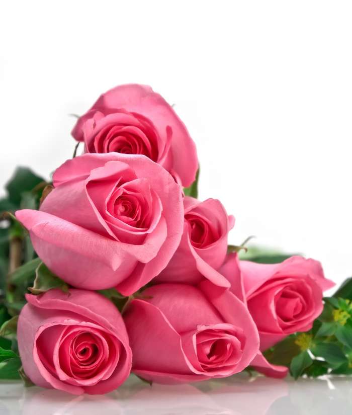 Férias,Plantas,Flores,Rosas,8 de março, Dia Internacional da Mulher