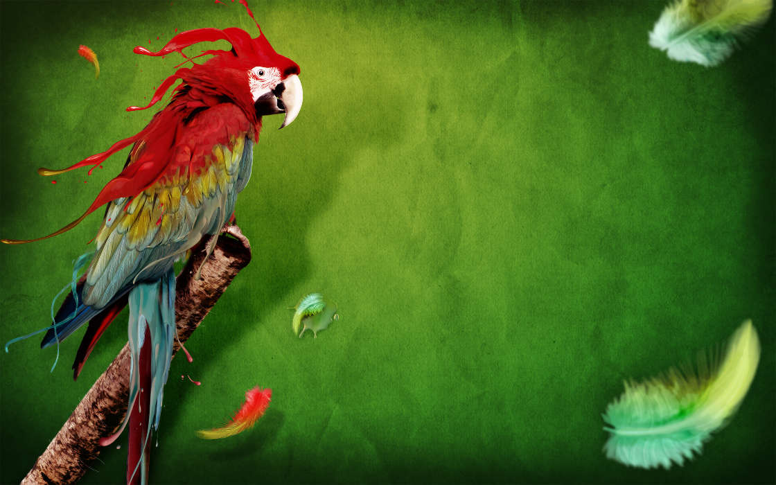 Fotografia artística,Papagaios,Aves,Animais