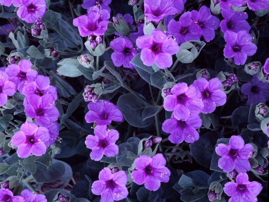 Flores,Violeta,Plantas