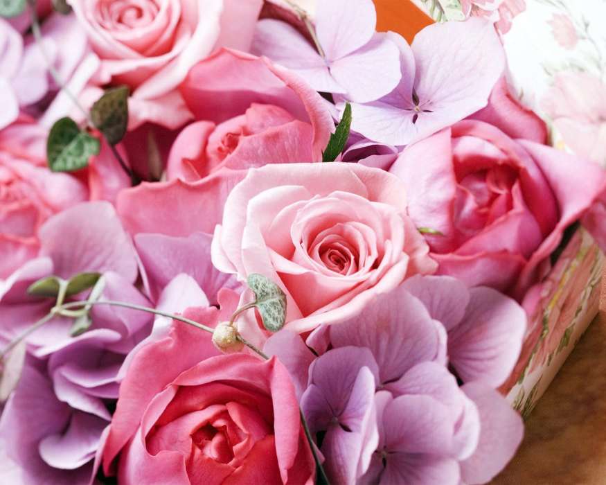 Férias,Plantas,Flores,Rosas,Cartões postais,8 de março, Dia Internacional da Mulher