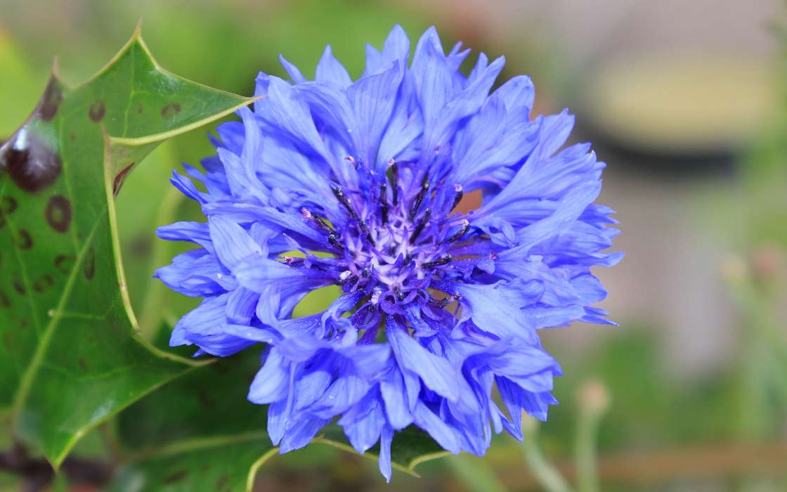 Plantas,Flores,Centáureas azuis