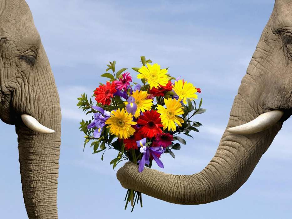 Flores,Elefantes,Animais