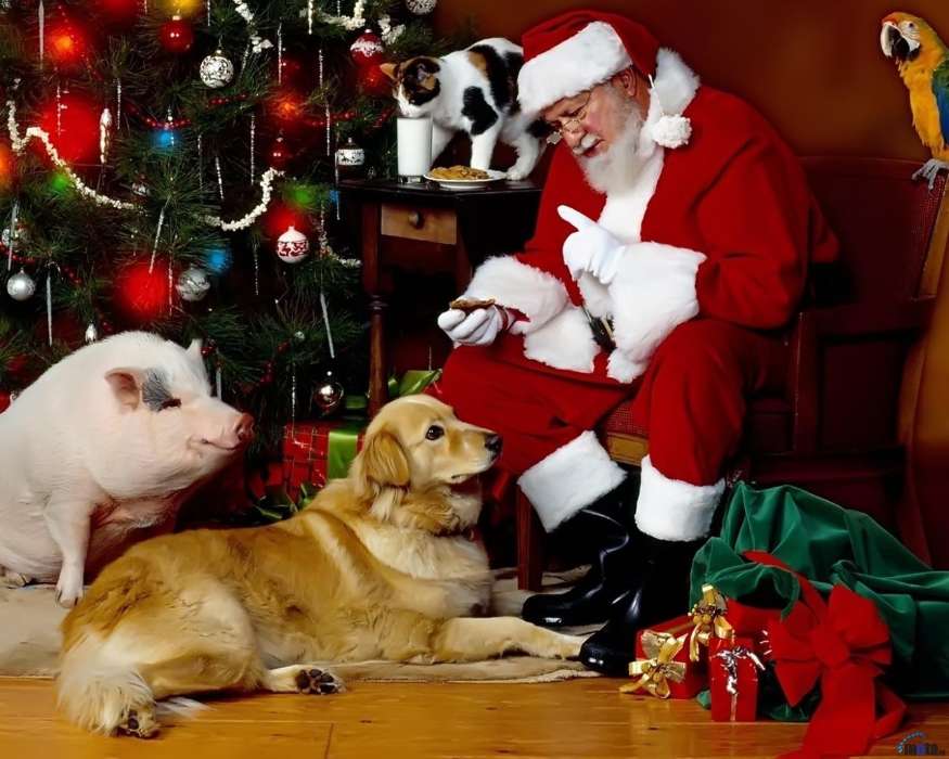 Férias,Animais,Gatos,Cães,Ano Novo,Jack Frost,Papai Noel,Natal,Porcos