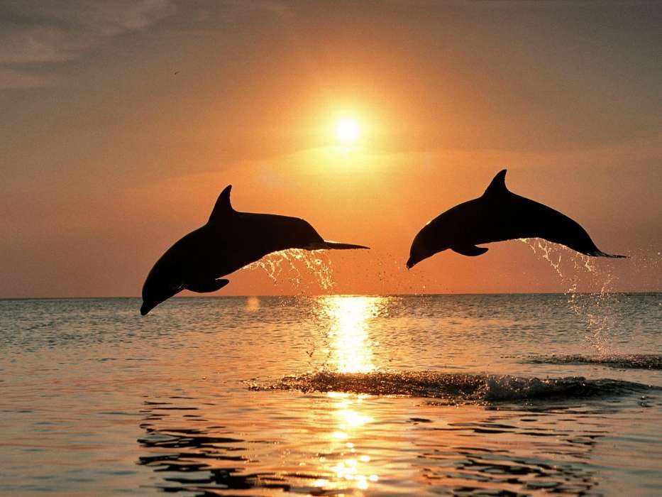 Golfinhos,Mar,Pôr do sol,Animais