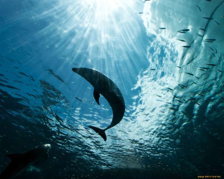 Animais,Golfinhos,Mar
