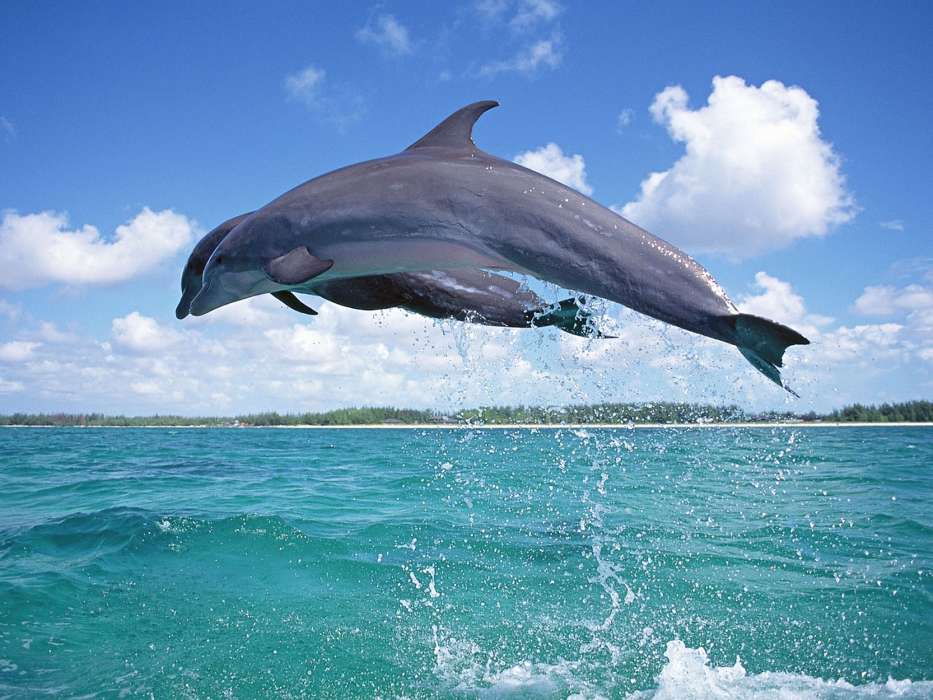 Golfinhos,Mar,Animais