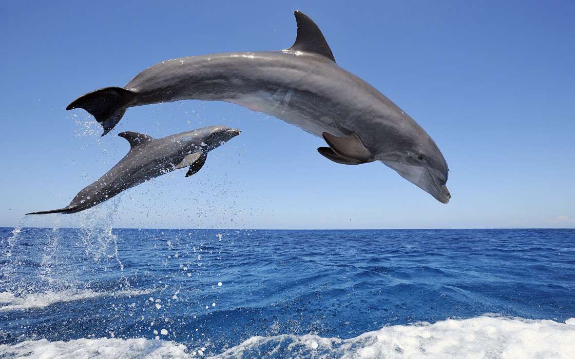 Golfinhos,Animais