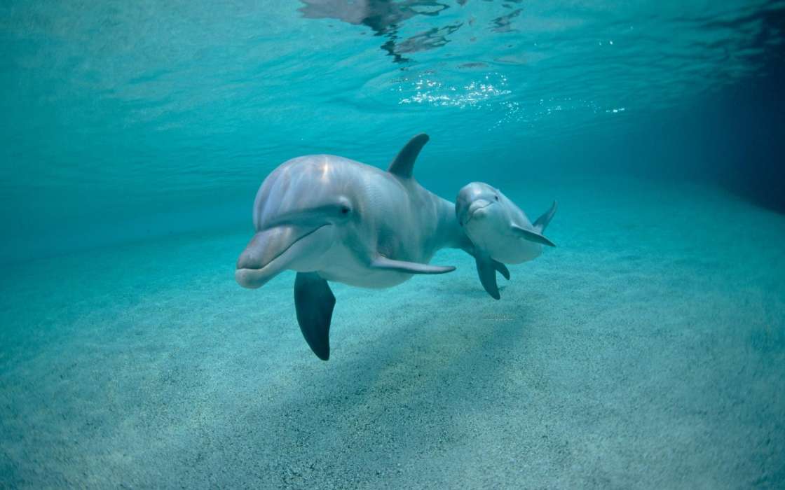 Golfinhos,Animais