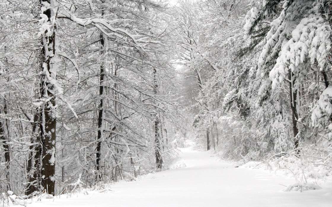 Paisagem,Inverno,Natureza,Árvores,Estradas,Neve,Figueiras