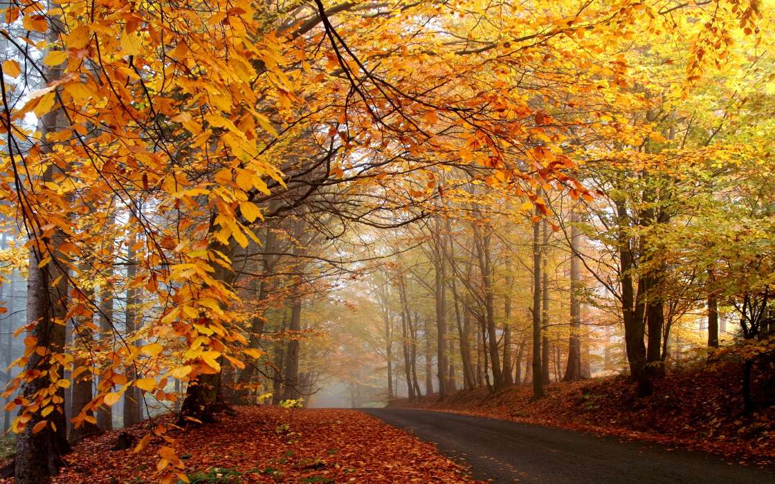 Árvores,Estradas,Outono,Folhas,Paisagem