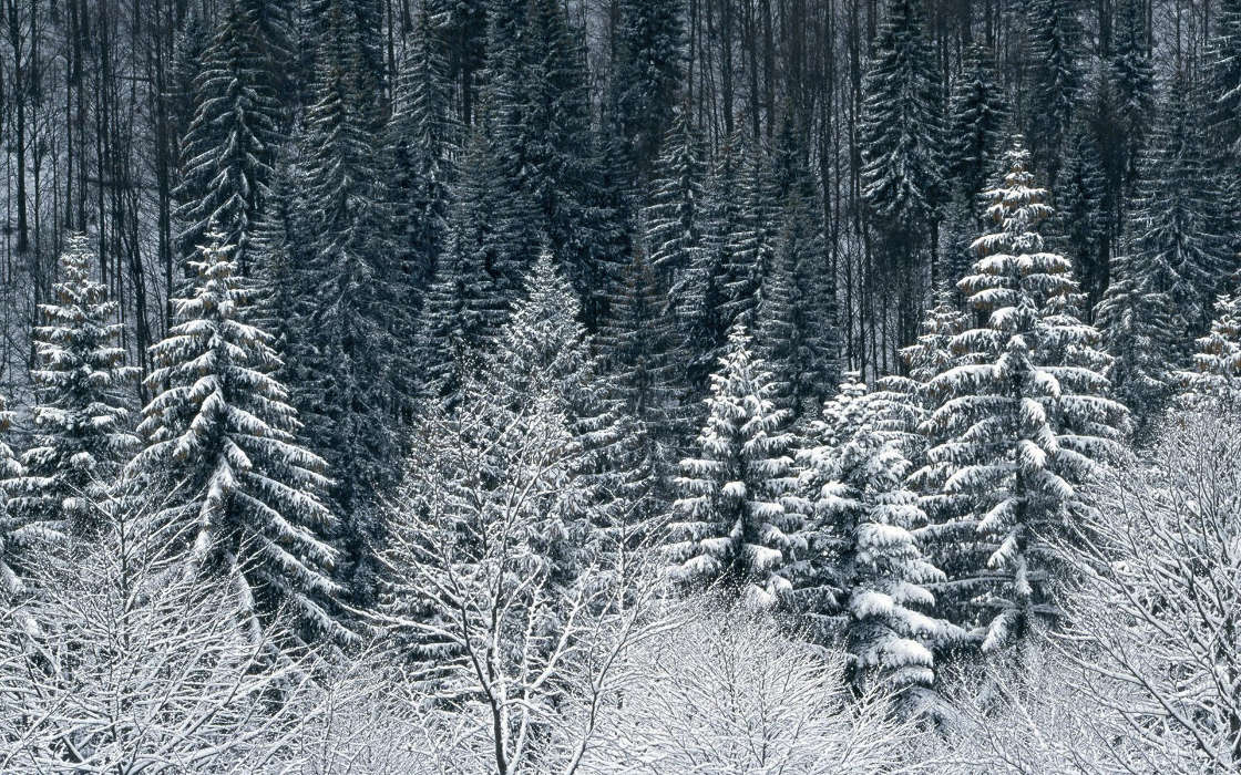 Árvores,Neve,Figueiras,Paisagem,Inverno
