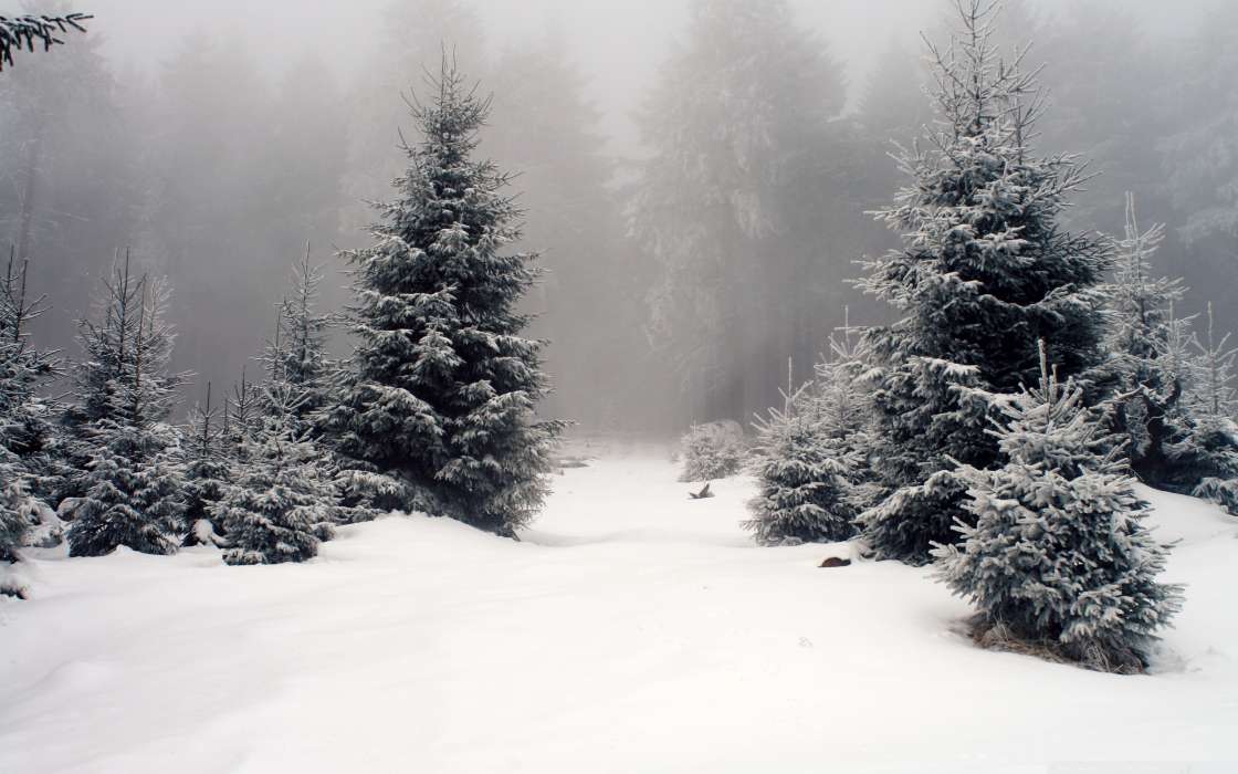 Paisagem,Inverno,Árvores,Neve,Figueiras