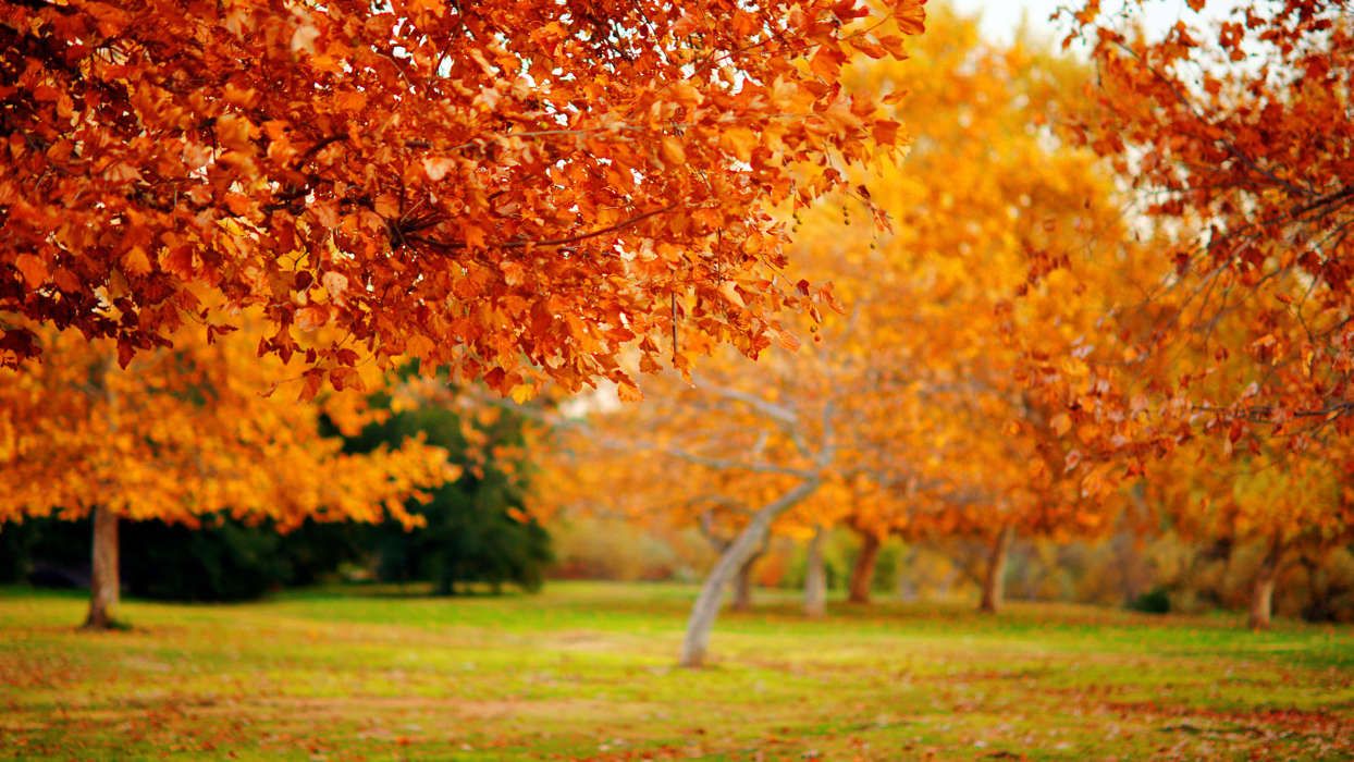Paisagem,Árvores,Outono,Folhas