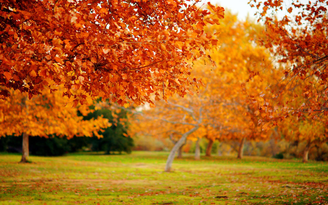 Paisagem,Árvores,Outono,Folhas