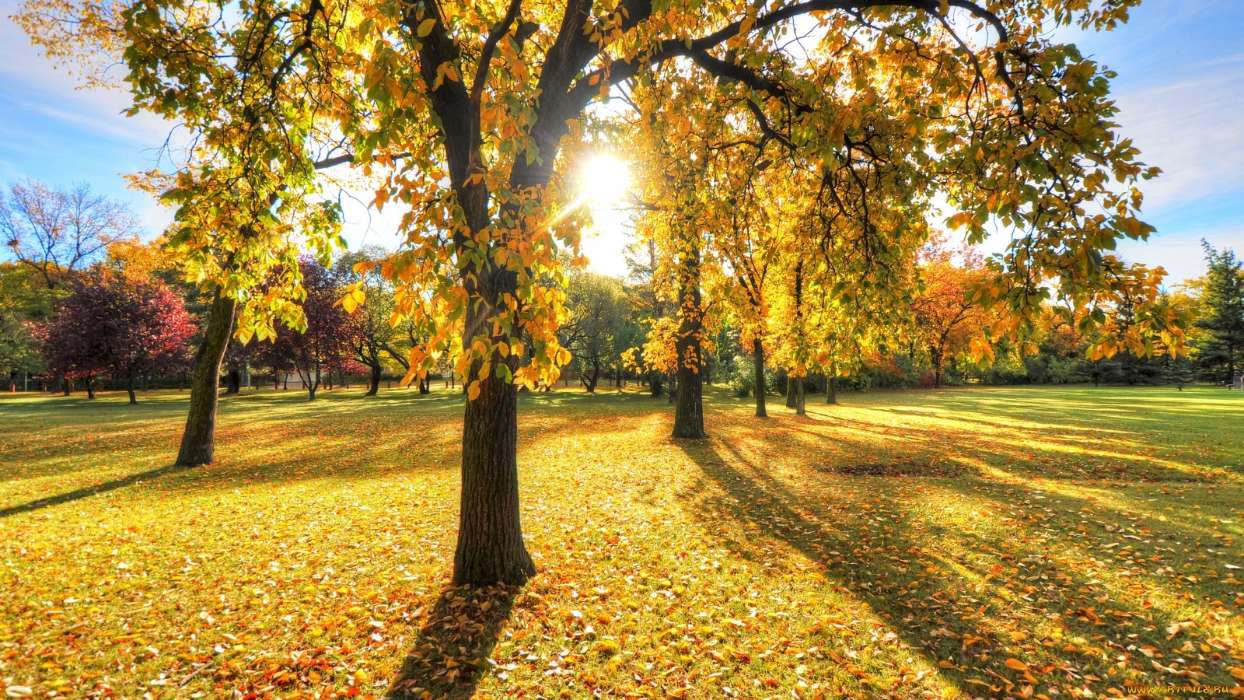 Paisagem,Árvores,Outono,Folhas,Sol