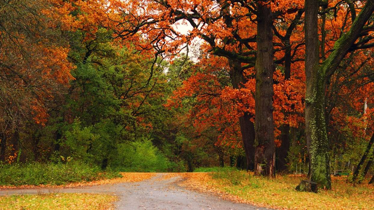 Árvores,Outono,Parques,Paisagem,Natureza