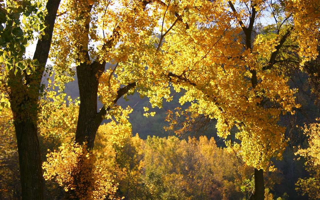 Paisagem,Árvores,Outono