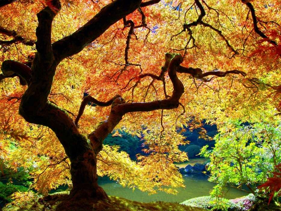 Árvores,Outono,Paisagem