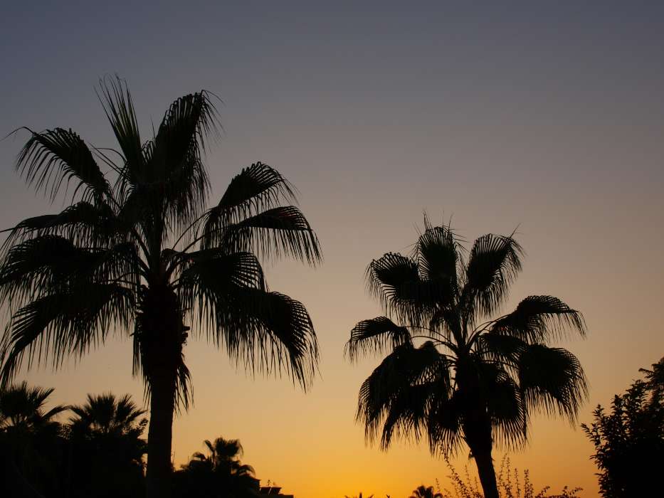 Paisagem,Árvores,Pôr do sol,Palms