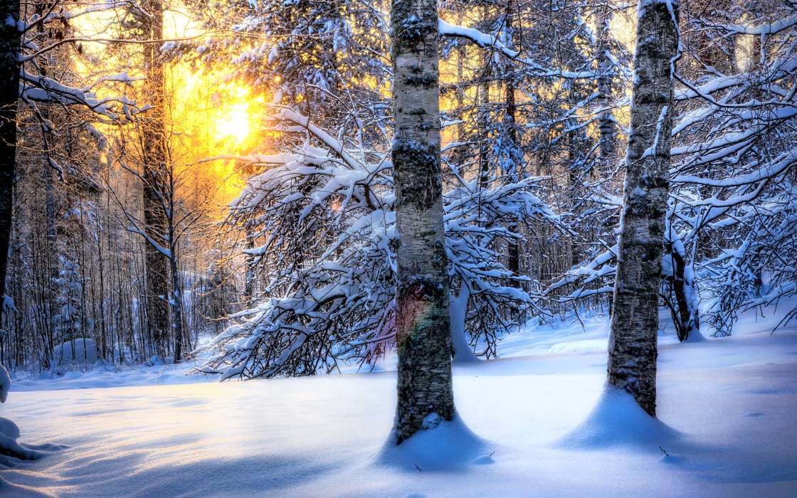 Árvores,Paisagem,Natureza,Neve,Inverno