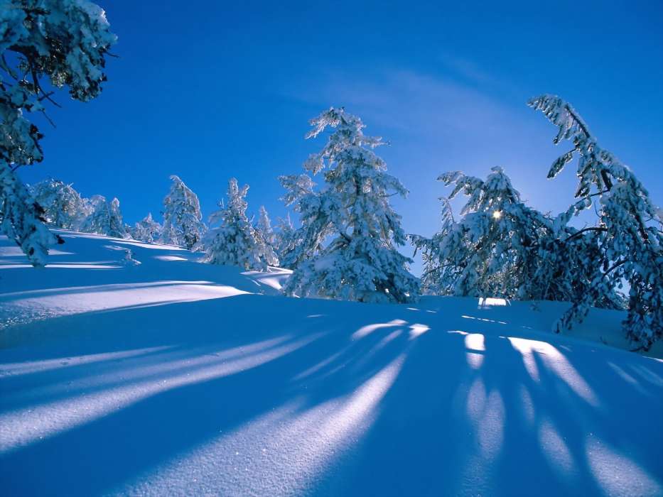 Paisagem,Inverno,Árvores,Neve