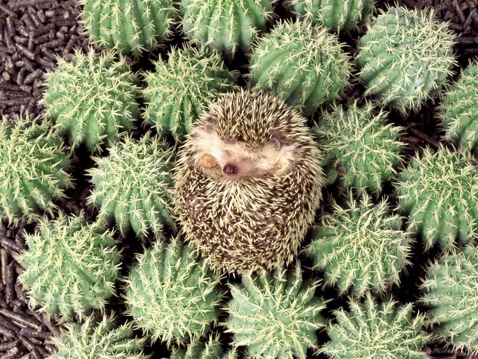 Animais,Ouriços,Cactus