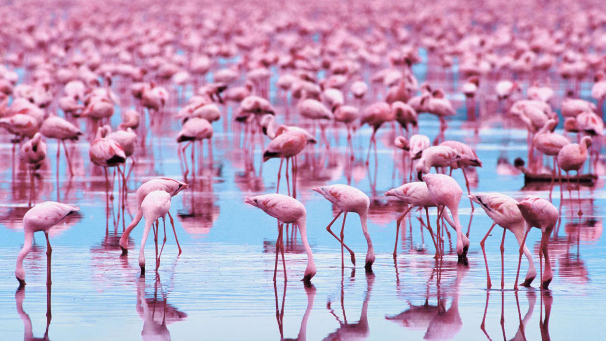 Flamingo,Aves,Animais