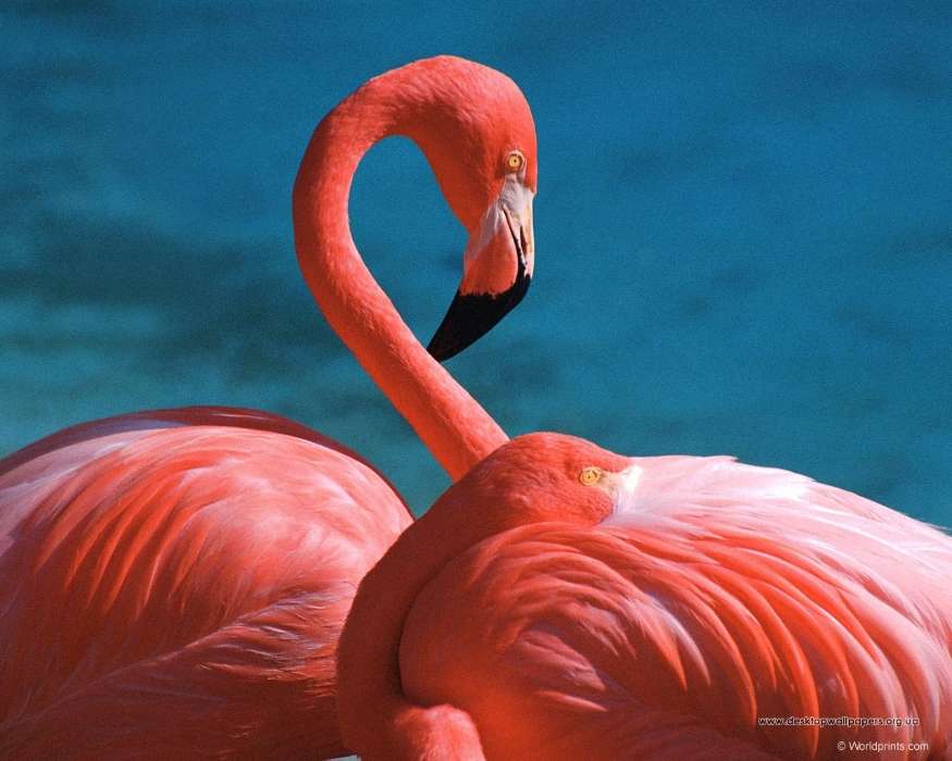 Animais,Aves,Flamingo
