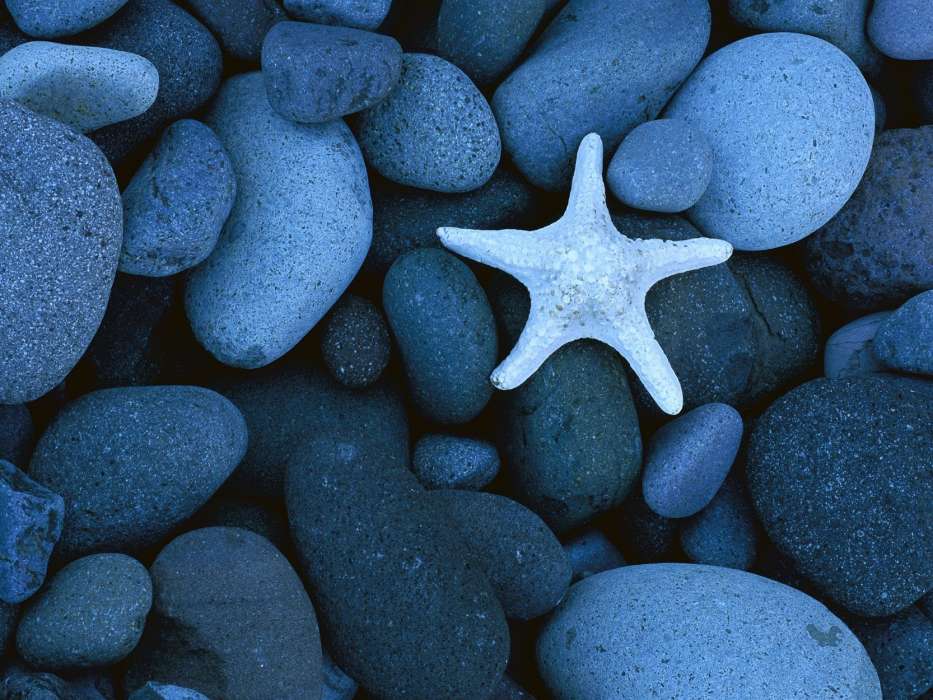 Fundo,Pedras,Starfish