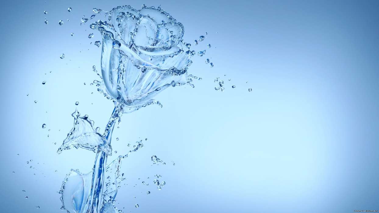 Água,Fundo,Rosas