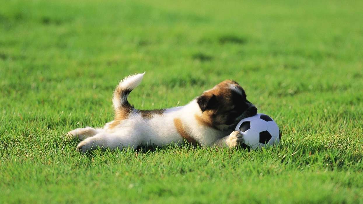 Esportes,Animais,Cães,Grama,Futebol