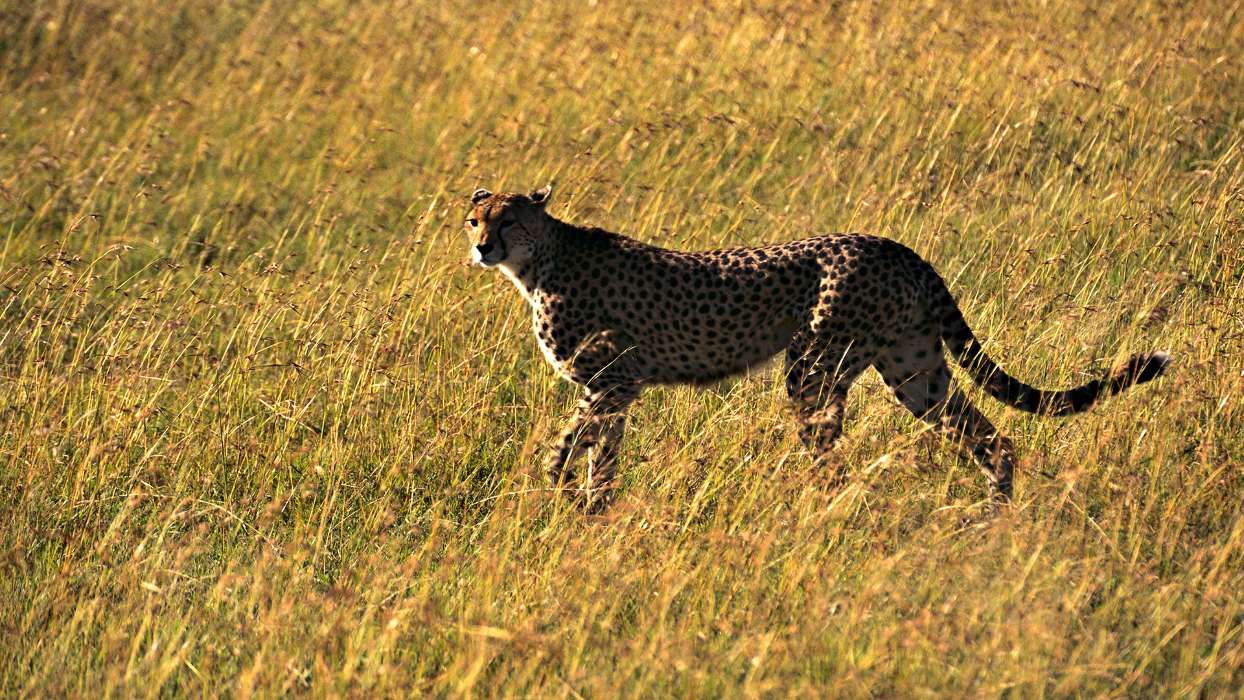 Animais,Leopardo