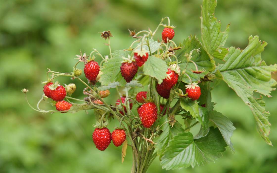 Berries,Morango,Plantas