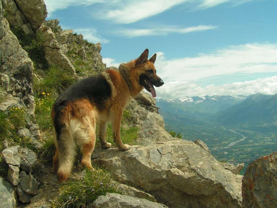 Animais,Cães,Montanhas
