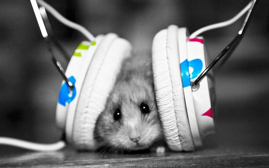 Música,Animais,Hamsters