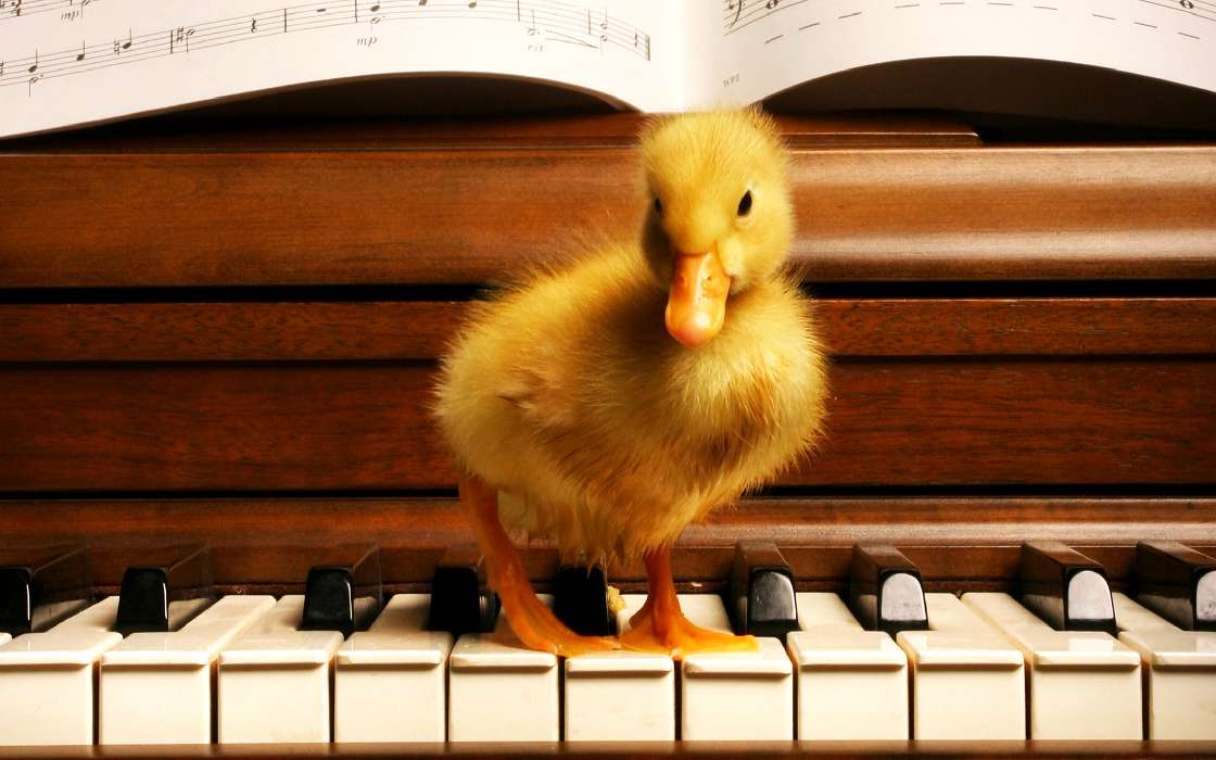 Piano,Música,Patos,Animais