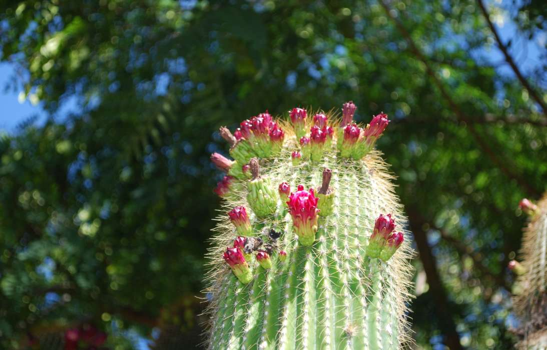 Plantas,Cactus