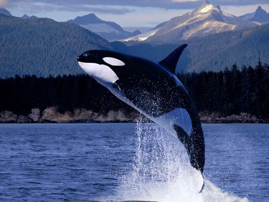 Animais,Água,Peixes,Baleias,As orcas