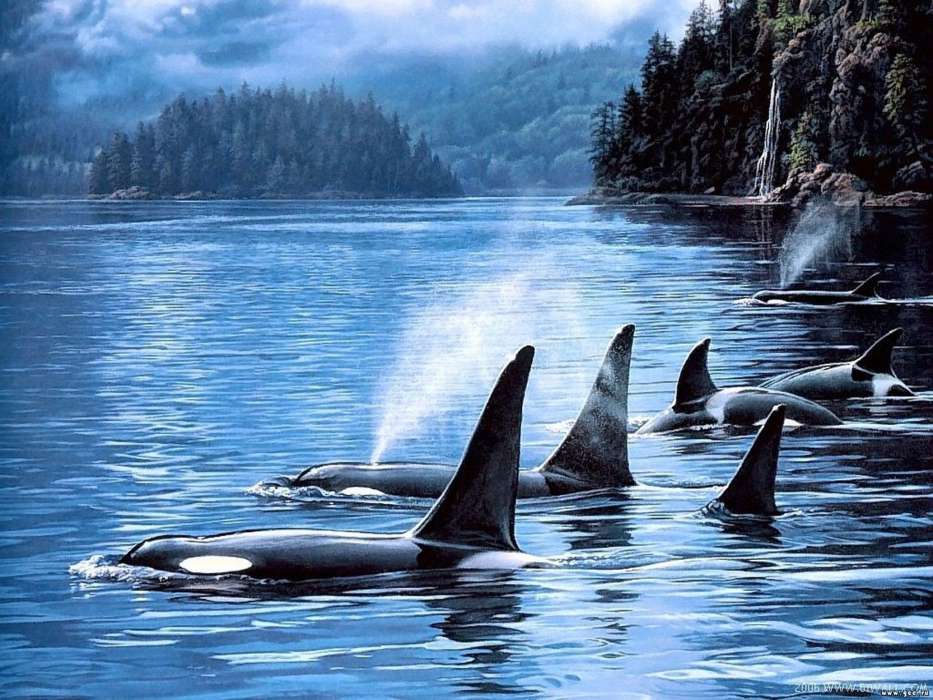 Animais,Paisagem,Mar,As orcas