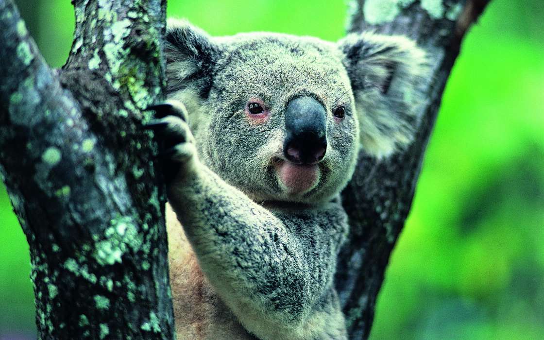Koalas,Animais