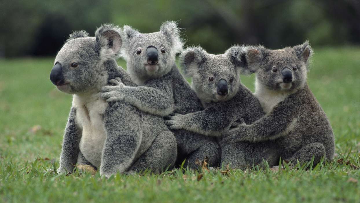 Koalas,Animais