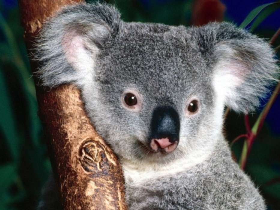 Animais,Koalas