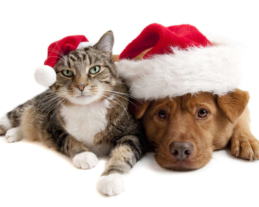 Férias,Animais,Gatos,Cães,Ano Novo,Natal