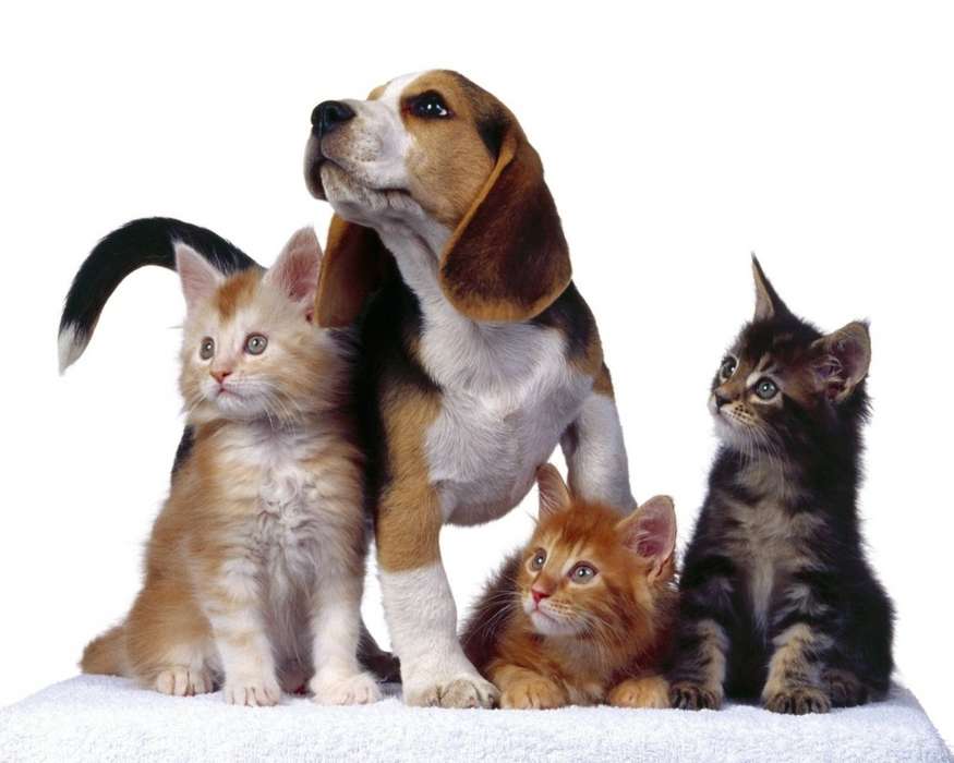 Animais,Gatos,Cães