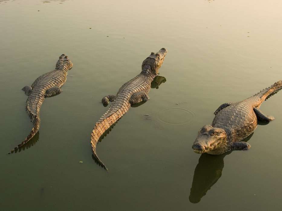 Crocodiles,Animais