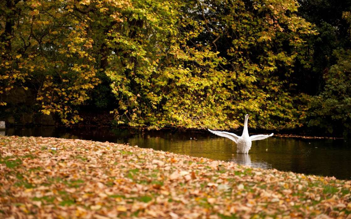 Animais,Aves,Outono,Folhas,Swans